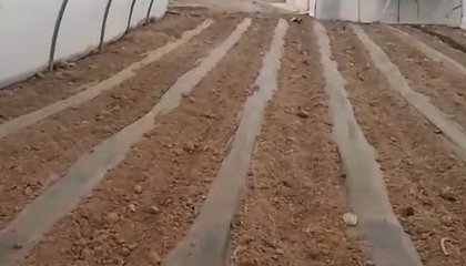 Seeds_youth for land 3