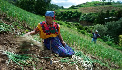 IFAD/Santiago Albert Pons_guatemala.jpg