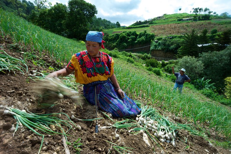 IFAD/Santiago Albert Pons_guatemala.jpg