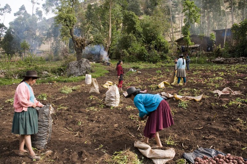 Perú_IFAD/Pablo Corral Vega.jpg