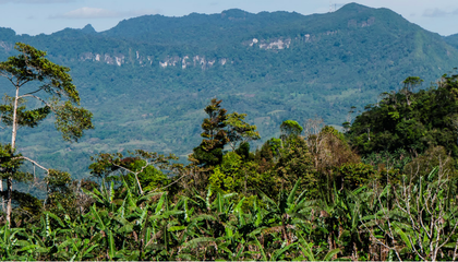 policy_brief_portada_eninicaragua2020.png