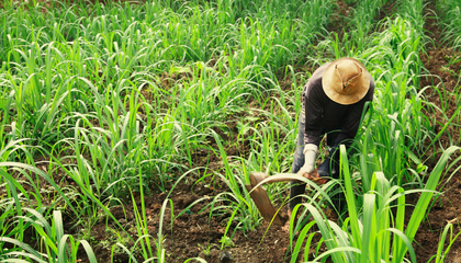 hombre_agricultura.png