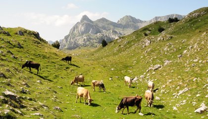 Sinjajevina (Credits: Wake Up Films).jpg