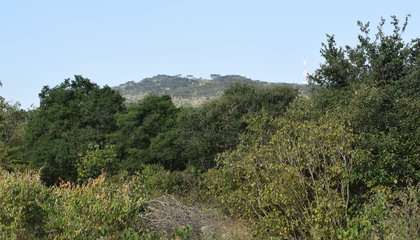 Thickets in Kiteto Village Tanzania_Israel/ILC