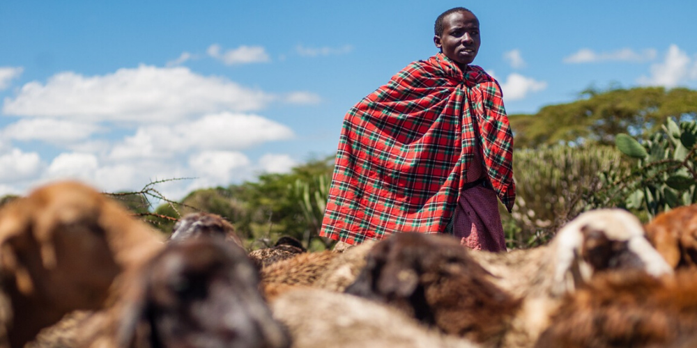 A Maasai harder looking after his flock