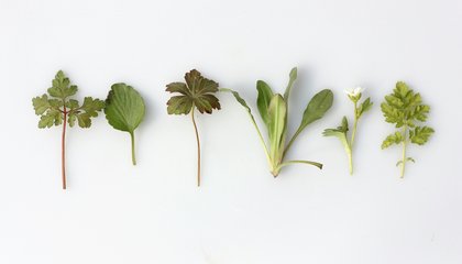 herbs