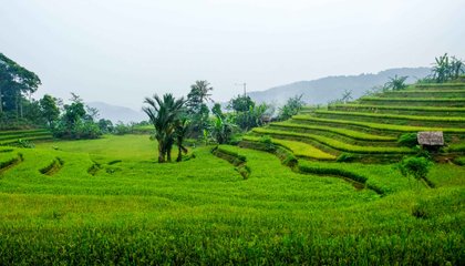 indonesia kasepuhan karang kate walton 24.jpg