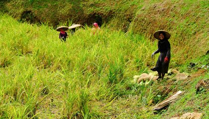 indonesia kasepuhan karang kate walton 31.jpg