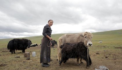 mongolia jason taylor 35.jpg