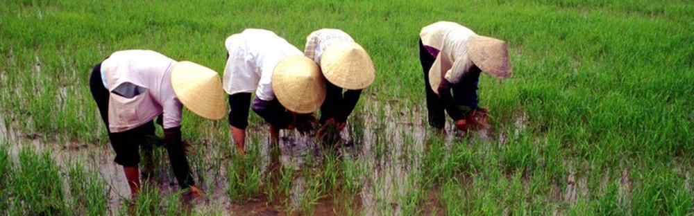 Land distribution turns landless community into organic farming